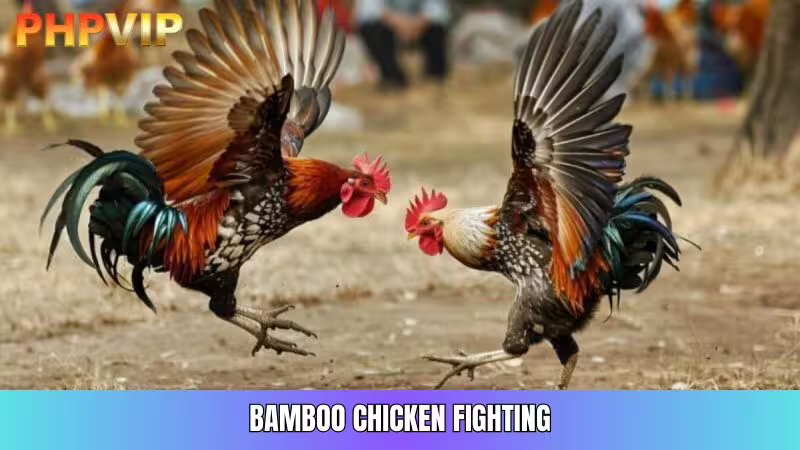 Gamecock fighting