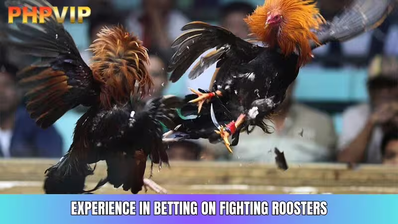 Choose Gamecocks with Good Health and Agility