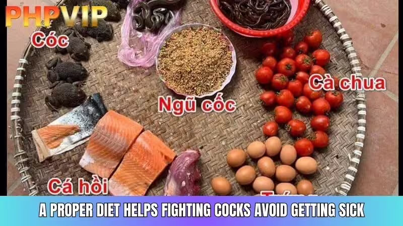 Prevent disease for fighting cocks with a complete nutritional regimen