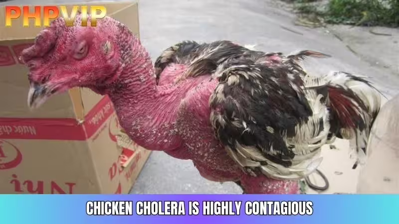 Chicken cholera is highly contagious and should be prevented carefully