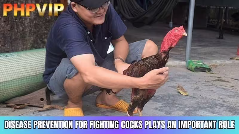 Preventing diseases in gamecocks plays a significant role in the breeding process