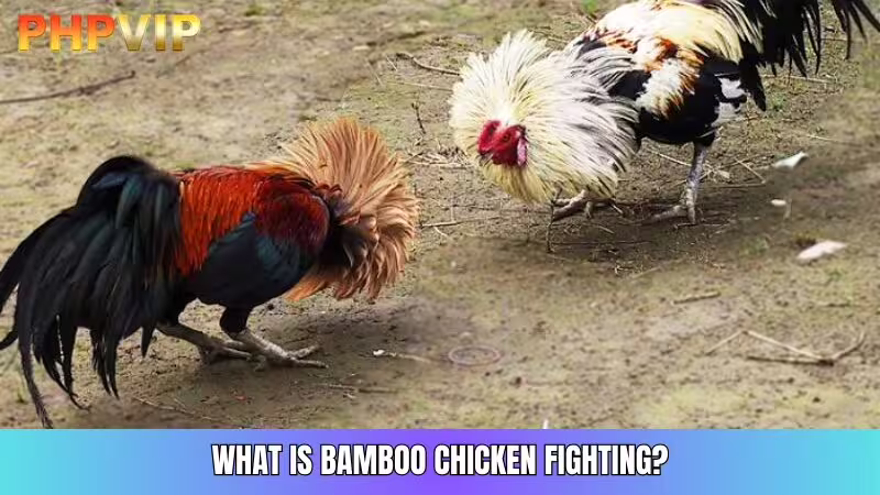 Gamecock Fighting: Attracting Attention with Agile Fights, Quickly Defeating Opponents